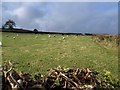 Animals grazing at Lower Shapley