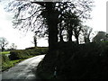 A wet surface on the lane to Silverton Mill