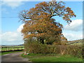 Autumn trees next to a farm lane