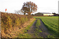 Parish boundary hedge north of Deer Park Farm