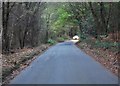 Road through Broadwater Forest