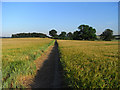 Footpath through barley near Amersham