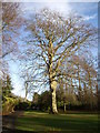 A mature tree in Hazlehead Park