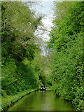 SJ6931 : Shropshire Union Canal at Woodseaves Cutting by Roger  D Kidd