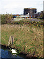 Two Swans and a Gasholder