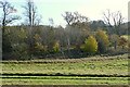 Copse on Woolley Down