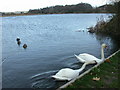 Hatch Pond, swans