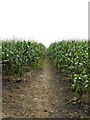 Footpath through the maize