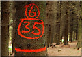 J4477 : Marked tree, Cairn Wood near Belfast by Albert Bridge