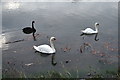 Swans on Truro River