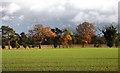 Fields and treeline at Blackthorpe