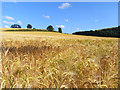 Barley, East Meon