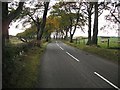 Beech lined road, Babbithill