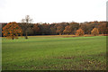 Woolpit Wood and open farmland