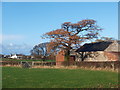 Ysgubor dan gysgod derwen / A barn under the shadow of an oak