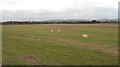SO5369 : Sheep grazing near Anna's Pool by Richard Webb