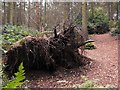 Fallen tree on Nesscliffe Hill