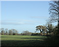 2009 : Field with autumn sown wheat