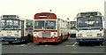 Summer buses, Portrush