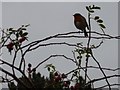 Robin, rose hips and raindrops