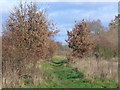 Footpath near Bisley