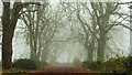 Misty path near Ballymena