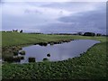 Duckpond in a field