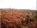 Winter moorland scene near Moorside