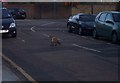 Urban Fox on Meadowcourt Road