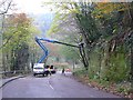 Tree cutting, New Road, Alton