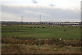 TQ5479 : Cattle grazing on the Aveley Marshes by N Chadwick