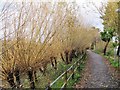 Willows by the Wandle