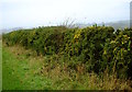 NZ0717 : Gorse hedge, Town Pasture Lane by Andy Waddington