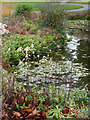 Pond in Halstead town park