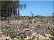 NZ6314 : Deforestation of Guisborough Woods by Philip Barker