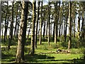 Pine wood, Eglingham Moor