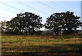 Two trees by Kingsnorth Power Station