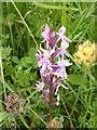 ST1817 : Heath spotted orchid, Quants Nature Reserve by Derek Harper