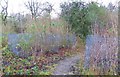 Coppicing in Freeholders Wood