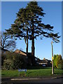 Large coniferous tree in the Poplars cul-de-sac