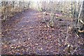 TQ6144 : The White Trail in RSPB Tudeley Woods by David Anstiss