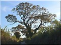 Oak tree by the lane