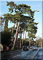 Pine trees along Church Road