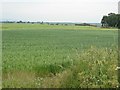 Field of oats near Newlands