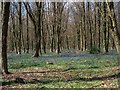 SU3928 : Bluebell woods by Bill Boaden