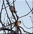 House Sparrows at Craigellachie