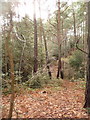 Talbot Woods: looking down into Pug?s Hole