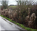 Willow herb in seed at the side of the lane