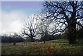 Trees, Mote Park