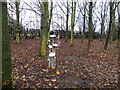 Toadstools on the Great Aycliffe Way